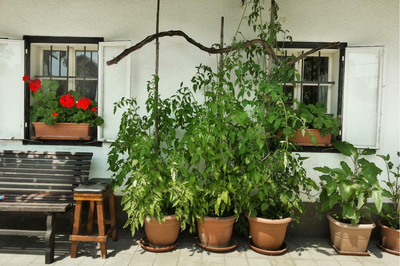 House, Garden And A Green Cat 布莱德 外观 照片